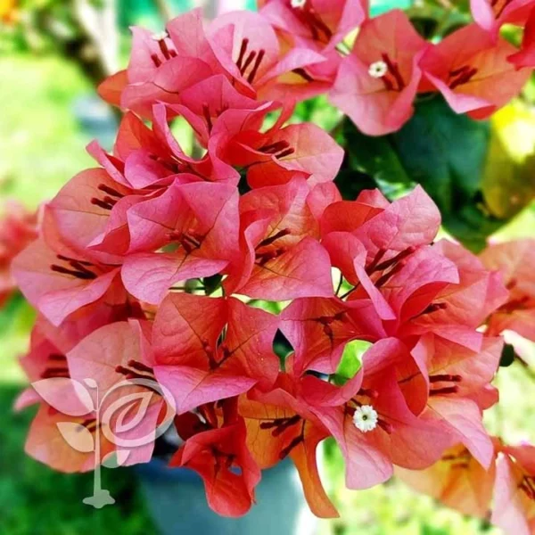 Nescafe Bougainvillea