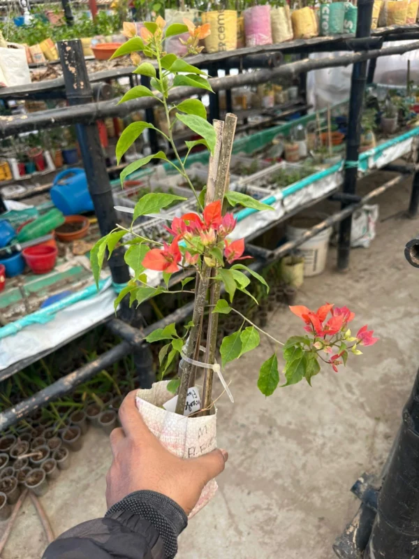 নেসক্যাফে বাগানবিলাশ | Nescafe Bougainvillea (Grafted) | New Variety Bougainvillea - Image 2