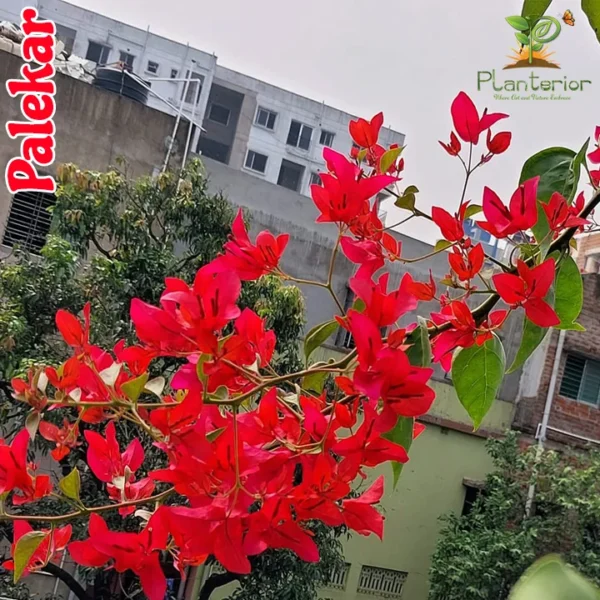 Palekar Baganbilash