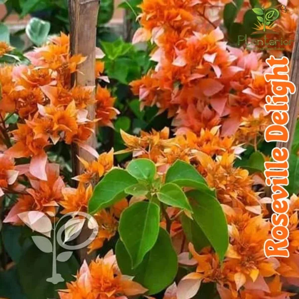 Rose Valley Delight Baganbilash