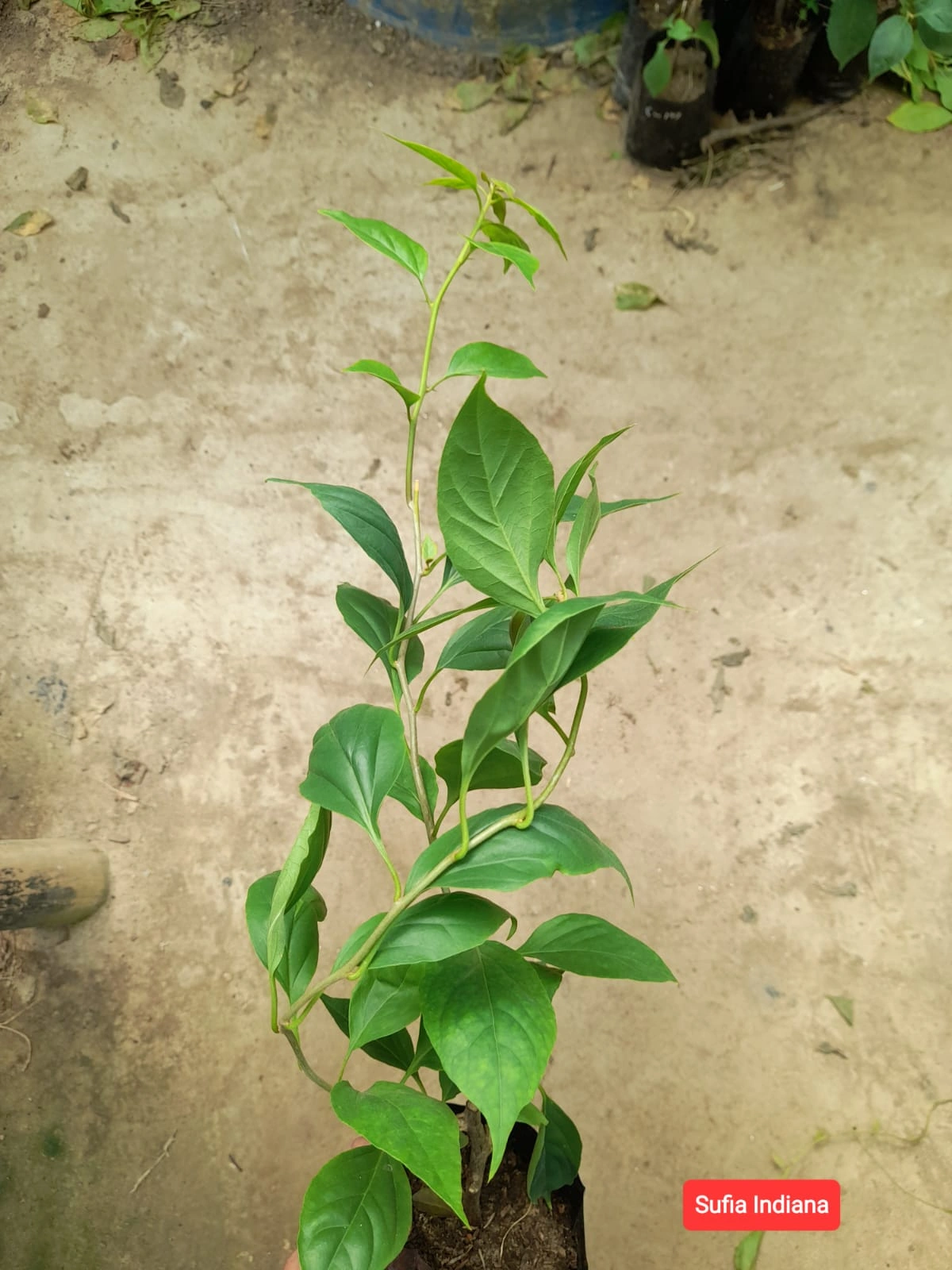 Sufia Indiana Bougainvillea