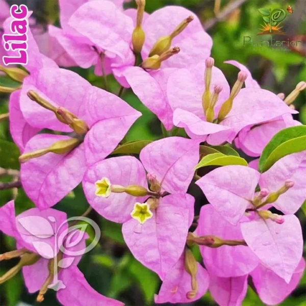 Lilac Bougainvillea