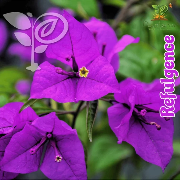 Refulgence Bougainvillea