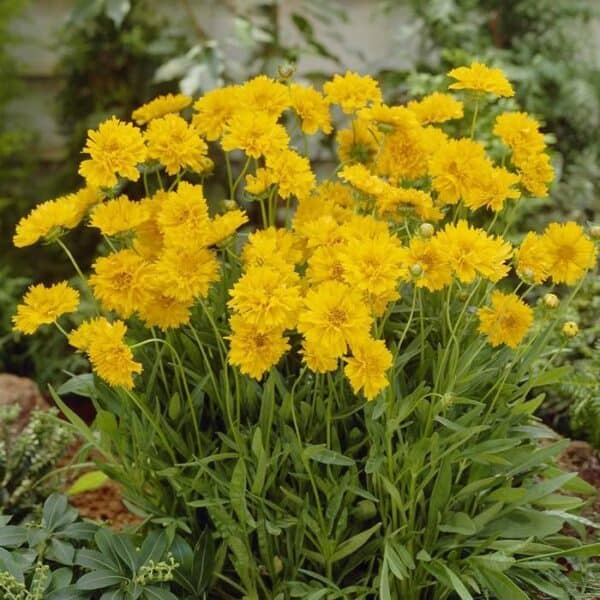 Coreopsis Grandiflora Plant | কোরিওপসিস গ্র্যান্ডিফ্লোরা গাছ - Image 3