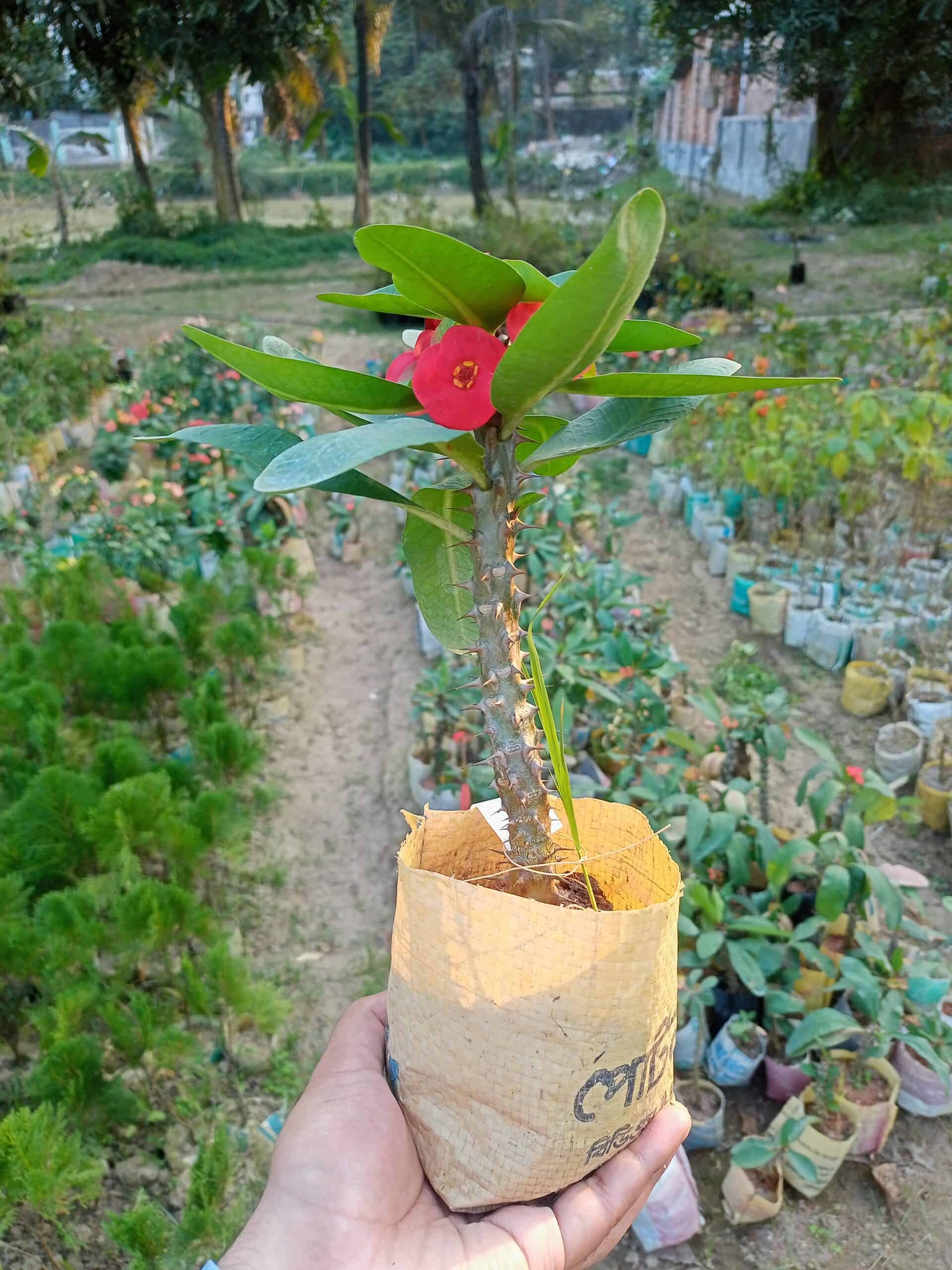 roktim katamukut