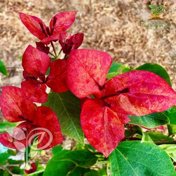 Christina Bougainvillea