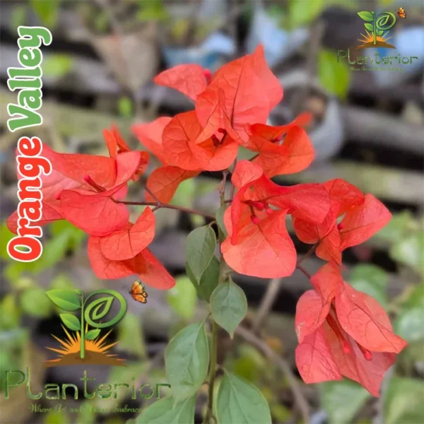 Orange Valley Bougainvillea