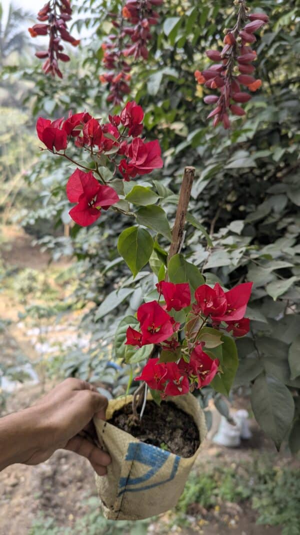 থাই রানি বাগানবিলাস | Thai Rani Baganbilash | Thai Rani Bougainvillea - Image 2