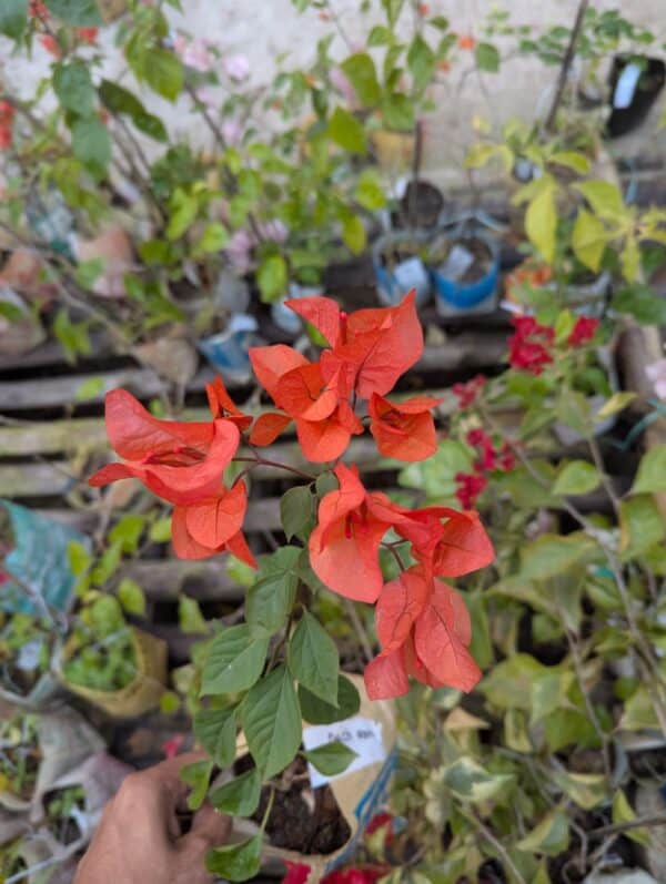 অরেঞ্জ ভ্যালি বাগানবিলাশ | Orange Valley Baganbilash | Orange Valley Bougainvillea | কমলা বাগানবিলাশ - Image 2