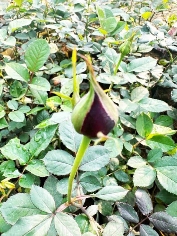 থাই গোলাপ কম্বো ৫ পিস ৫০০ টাকা | Thai Rose Combo 5Pics 500 Tk - Image 3