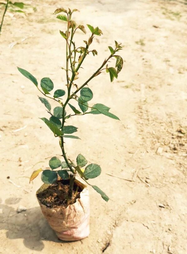 থাই গোলাপ কম্বো ৫ পিস ৫০০ টাকা | Thai Rose Combo 5Pics 500 Tk - Image 2