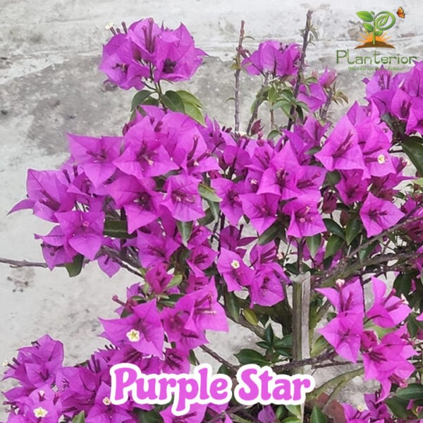 Purple Star Bougainvillea