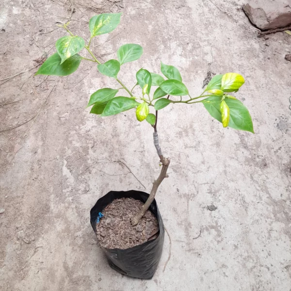 Magic Ice Cream Bougainvillea