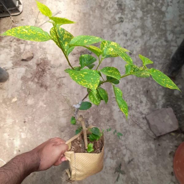 Doble Kara Bougainvillea