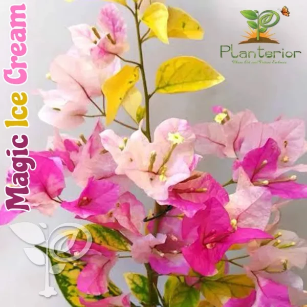 Magic Ice Cream Bougainvillea Grafted