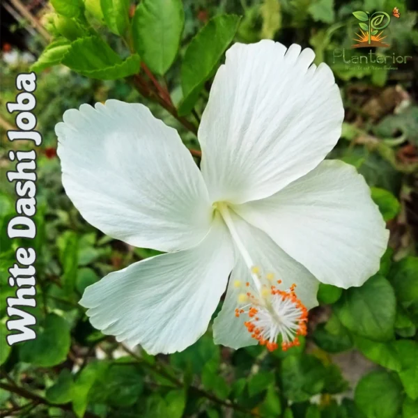 Deshi White Joba