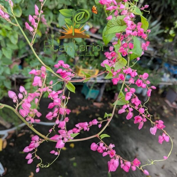 অনন্ত লতা | Mexican creeper Plant | Ananta Lota