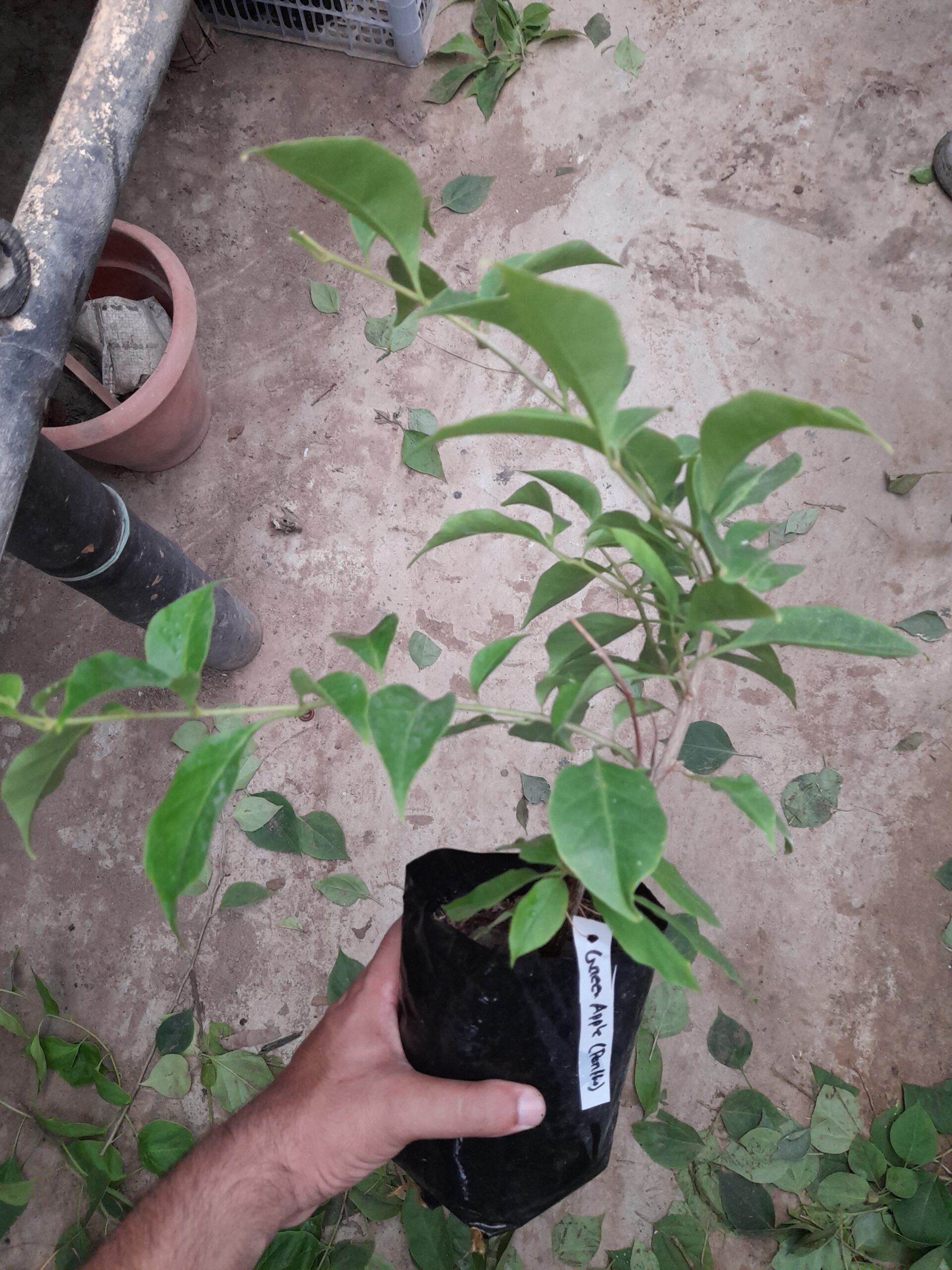 Green Apple Bougainvillea