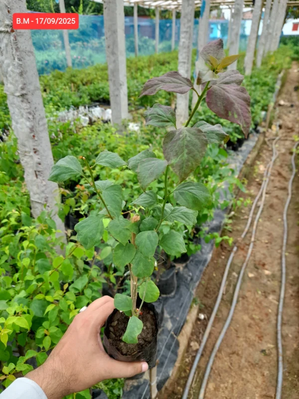 Black Mariya Bougainvillea