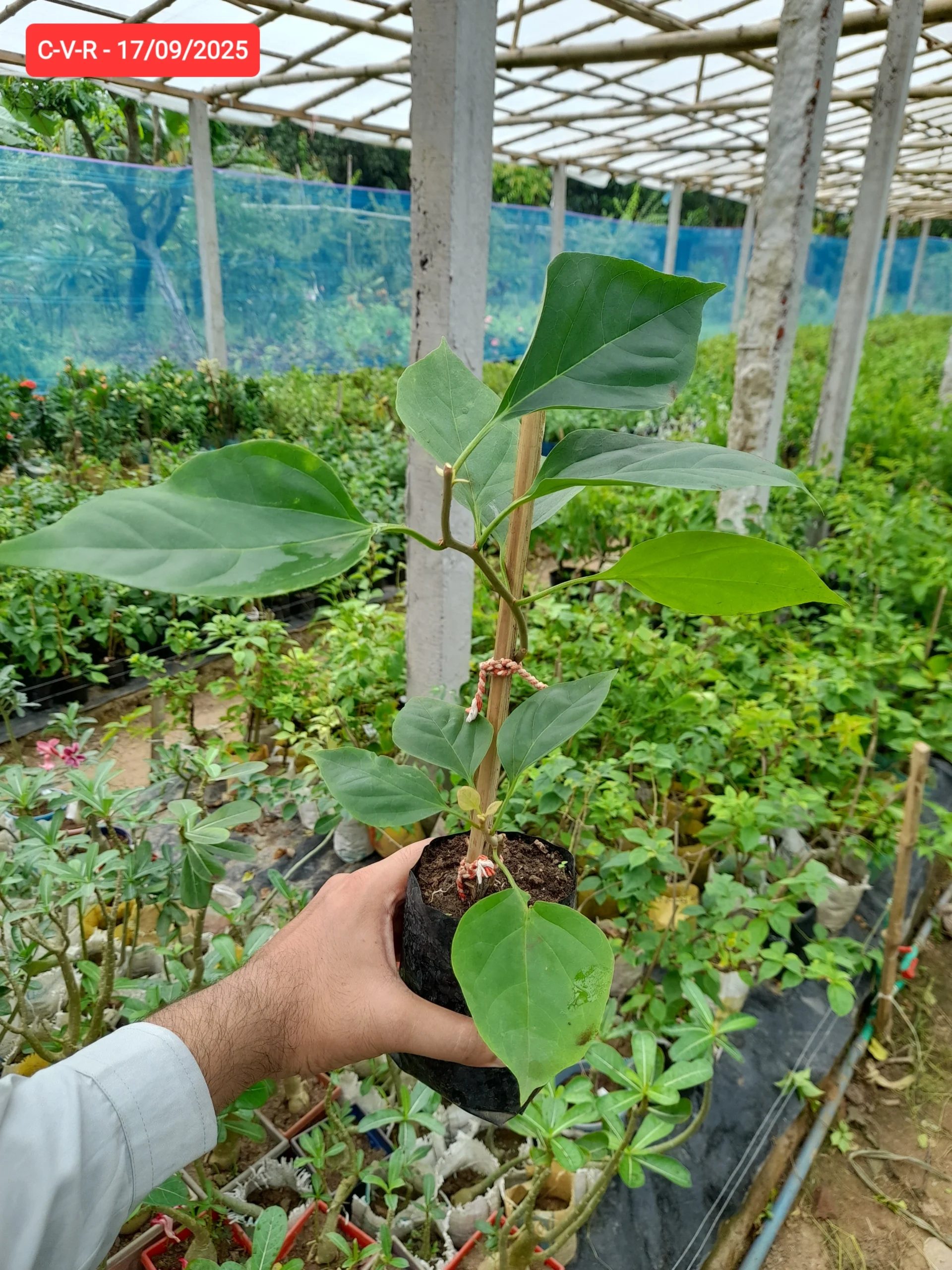 Chitra Variegated