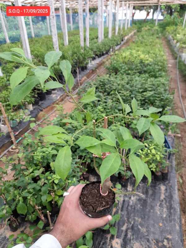 Son of Queen Bougainvillea