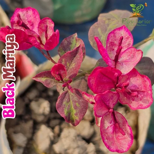Black Mariya Bougainvillea