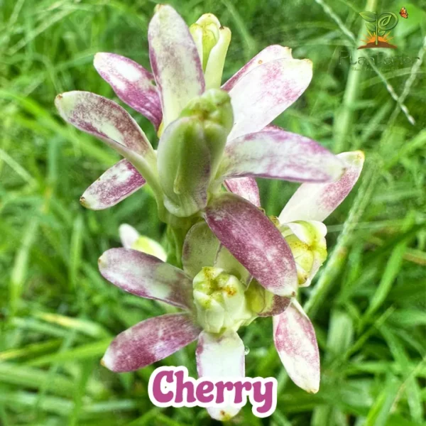 Cherry