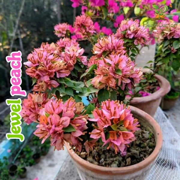 Jewel Peach Bougainvillea