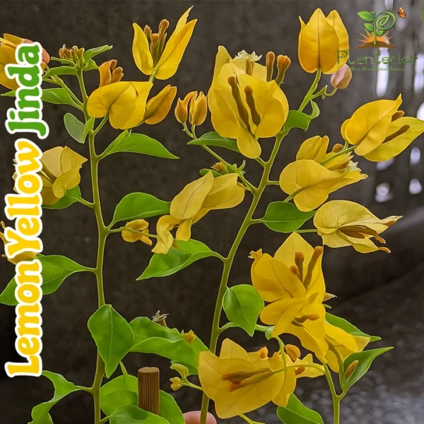 Lemon Yellow Jinda Bougainvillea