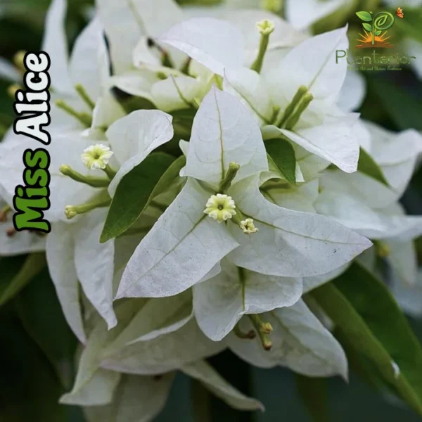 Miss Alice Bougainvillea