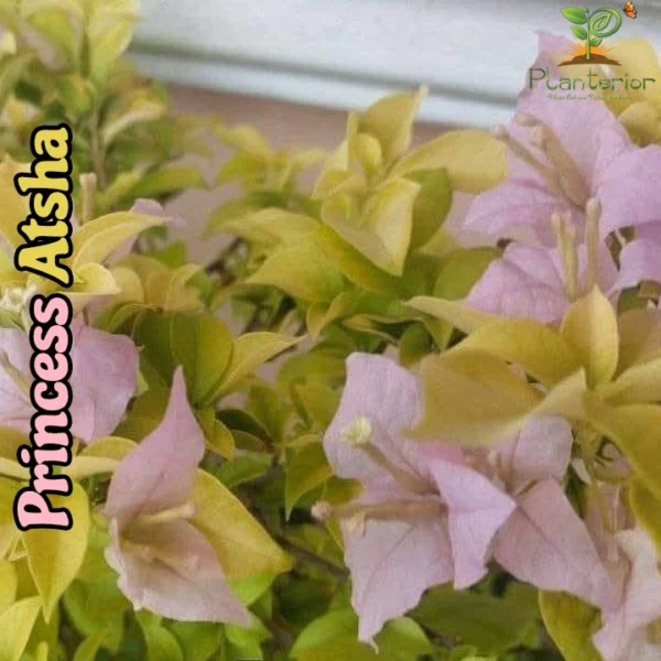 Princess Atasha Bougainvillea