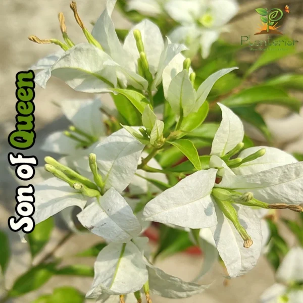 Son of Queen Bougainvillea