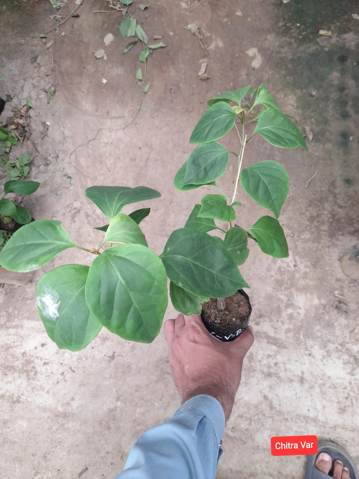 Chitra Variegated Bougainvillea