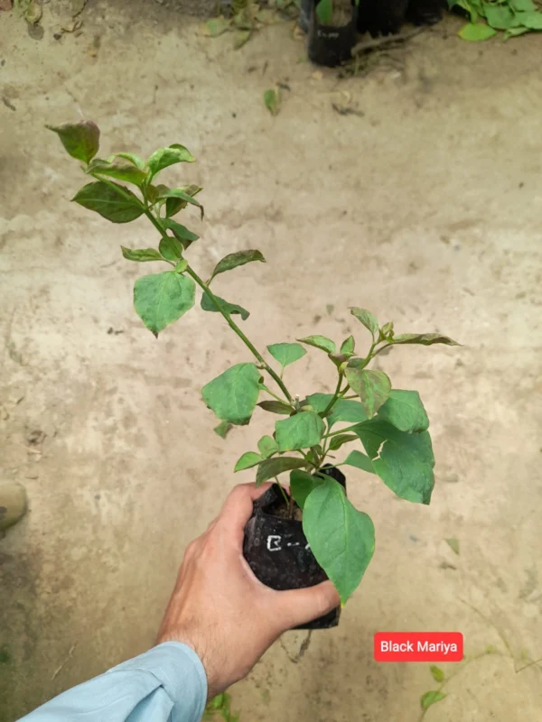 Black Mariya Bougainvillea