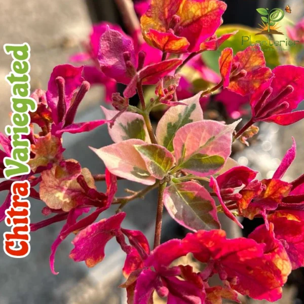 Chitra Variegated Bougainvillea
