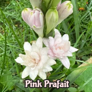 Pink Prafait Rajanigandha