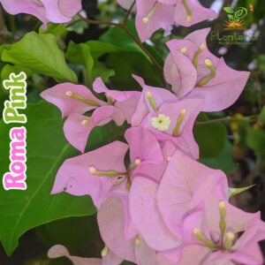 Roma Pink Bougainvillea