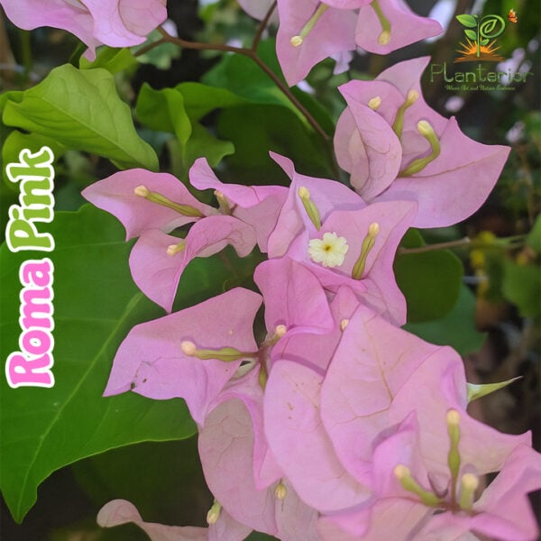 Roma Pink Bougainvillea